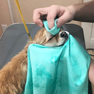 せんげん台　DOG SALON NICOLE　towel-dry