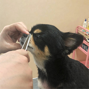 せんげん台　DOG SALON NICOLE　trimming トリミングカット　シザース　scissors　顔周りのカット