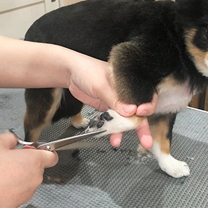 せんげん台　DOG SALON NICOLE　trimming トリミングカット　シザース　scissors