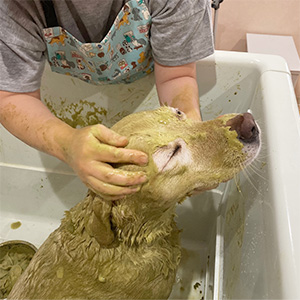 せんげん台　DOG SALON NICOLE　shampoo ラブラドールレトリーバー　ハーブパック